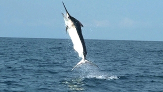Big Game Fishing in Mombasa