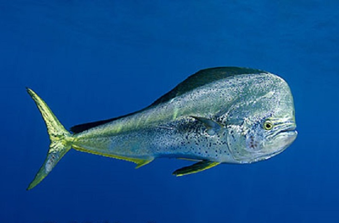 Blue Person With Big Forehead 260 free images of cartoon fish. blue person with big forehead