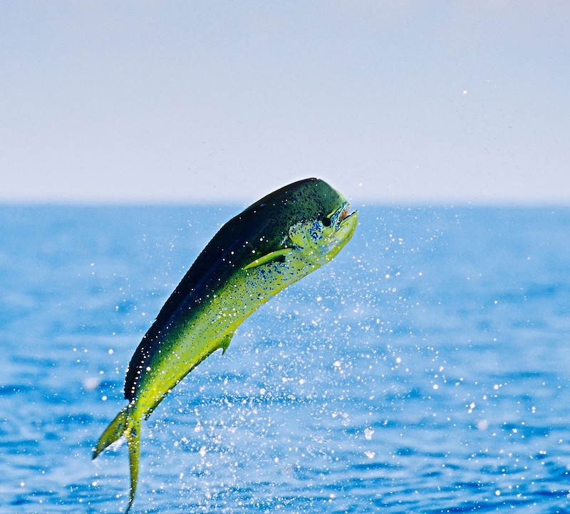 Small dolphin fish clearance